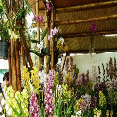 International Flower Festival Trip